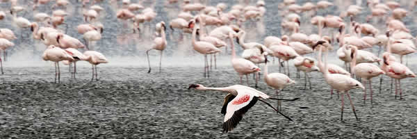 Flock of Flamingoes at Lake Nakuru