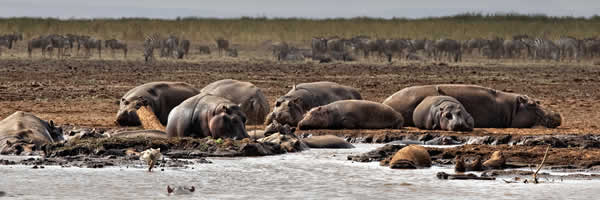 Hippopotamus In a Mud Pool