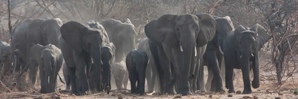 Herd of Elephants at Amboseli