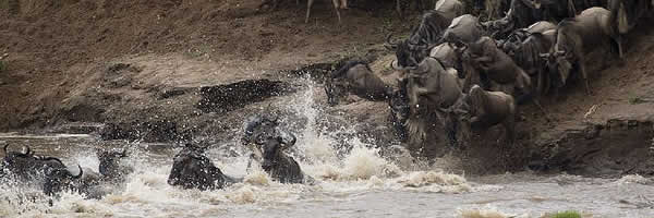 Wildebeest Crossing the Mara River