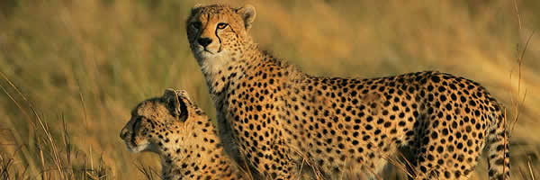 Cheetah's Scanning The Plains In The Mara