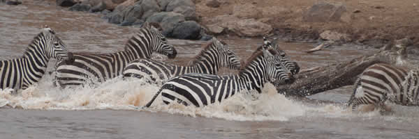 Zebras Crossing the Mara River