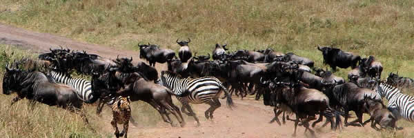 Wildebeest Crossing the Mara River