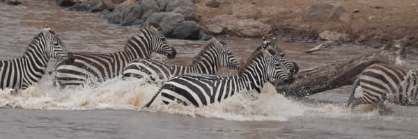 Zebra Crossing the Mara River