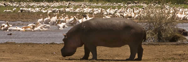 A Hippopotamus at Lake Manyara National Park